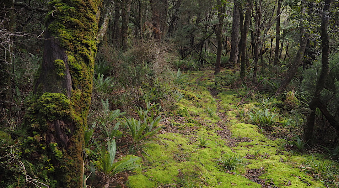 Down on the track in the Rakeahua Valley. | Southern Circuit, Stewart Island/Rakiura