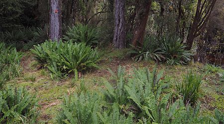 Yeah, the area without ferns. River immediately to right. | Rakeahua River camping site, Stewart Island/Rakiura 