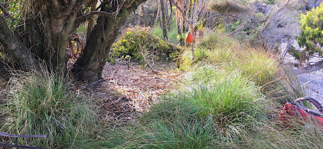 Need to get in among the tussock, but it's close to the river for water. | Hacket River campsite, Barn Bay to Big Bay coastal route