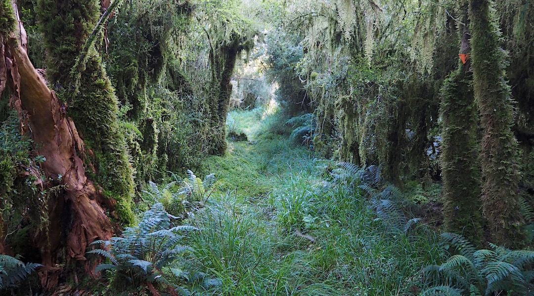 Magical forest around Horseshoe Bend Hut. On the shady side of the valley. | Moeraki River, South Westland