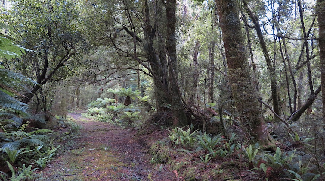 Too easy. But it has its moments later on. | Haast Paringa Cattle Trail