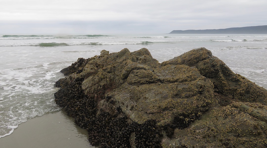 That looks like lunch. Fresh mussels, just have to carry them to the hut. | Big Bay, South Westland