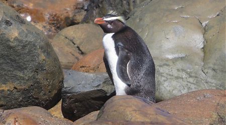 A corpulent Fiordland crested penguin coming in to moult. Awarua Point, South Westland