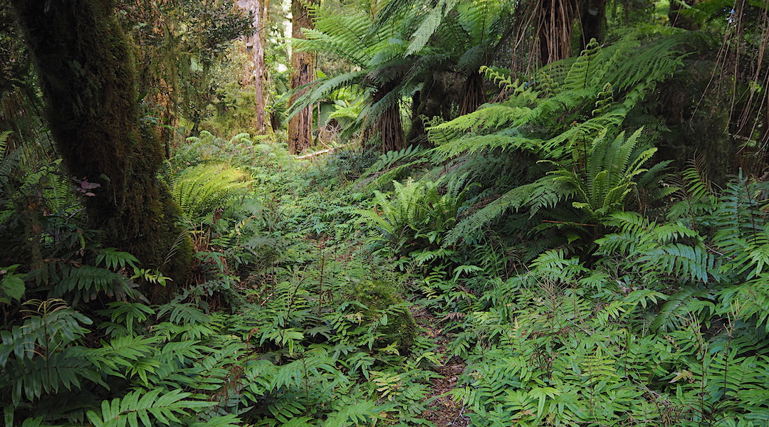 Great track in the Moeraki River valley. | Just off the Haast Paringa Cattle Trail, South Westland