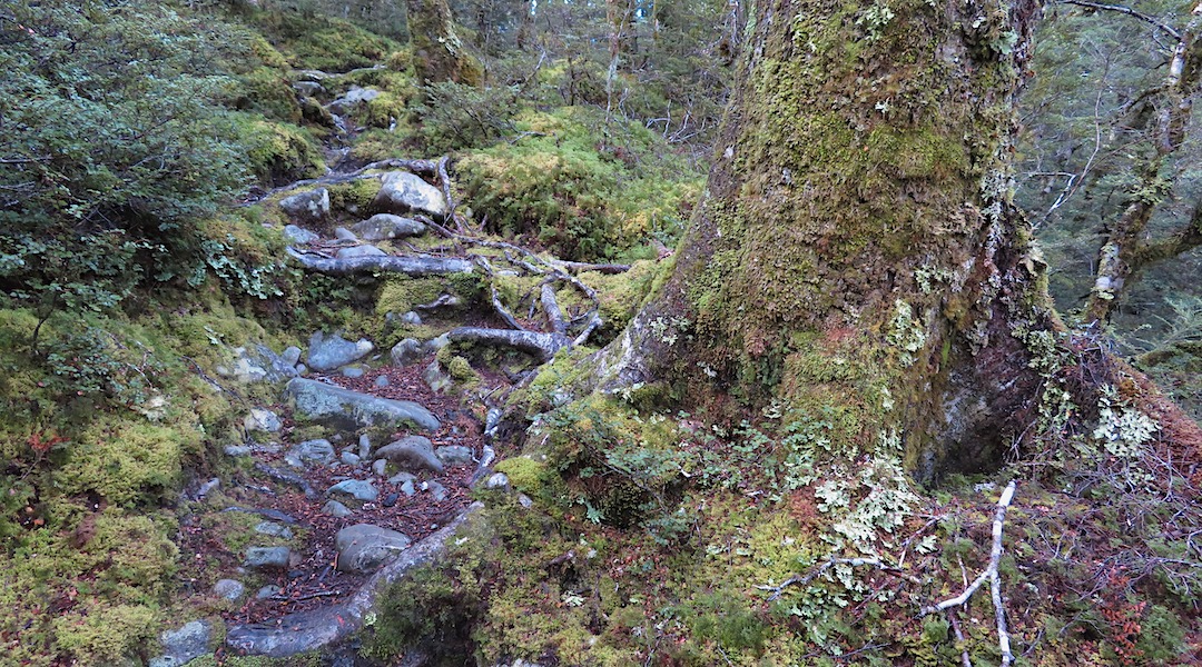 The top part of the Greenstone Track is way better than the farmlands further down. | Greenstone Track, Mt Aspiring National Park