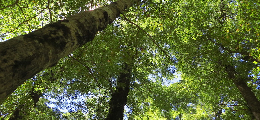 Red beech trees, near Lake Sumner