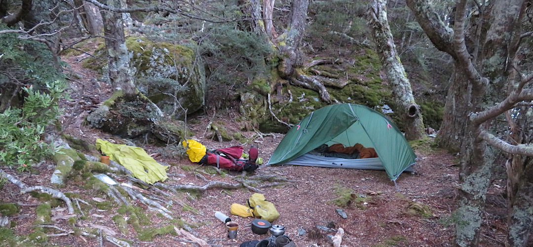 Maybe the best site, nestled into the forest. | Campsite, Dart Hut, Rees-Dart Track, Mt Aspiring National Park