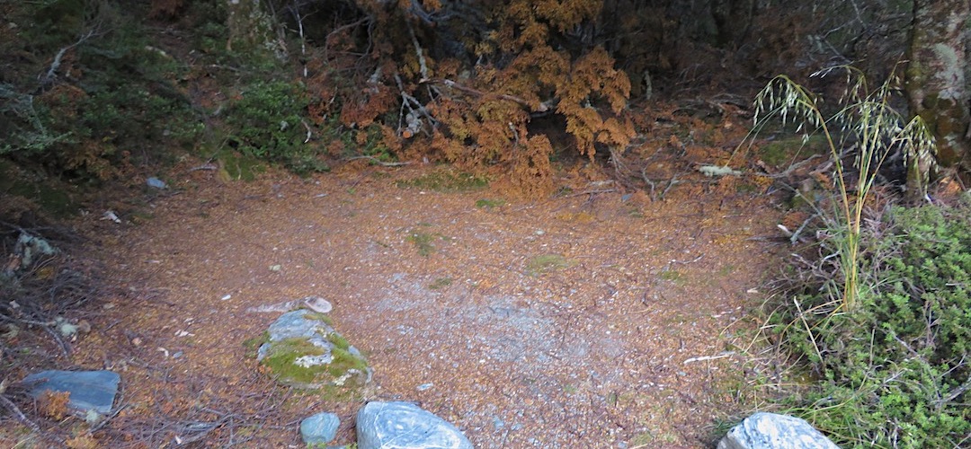  One of the sites. | Campsite, Dart Hut, Rees-Dart Track, Mt Aspiring National Park