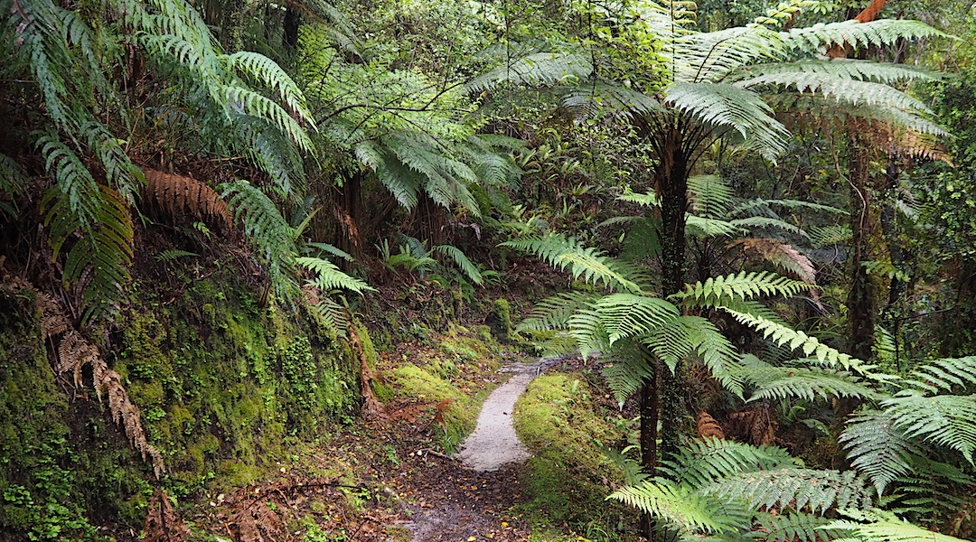 The walk into Blue River Hut is scenic and quite cruisy. | Haast Paringa Cattle Track, South Westland