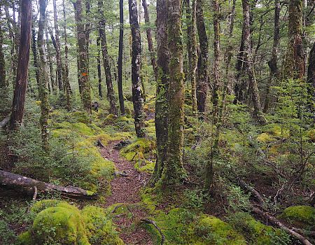 Beech forest on the way to Mt Robert carpark, Day 6 | Lake Angelus, July 2019