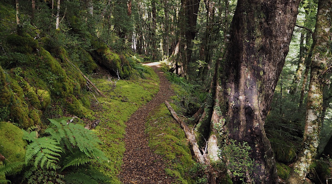 Massive red beech trees on the way to Kirwans Hut. | Kirwans Track, Victoria Range