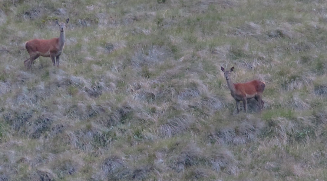 Two red deer spotted from my bunk at Burn Creek Hut.  | Burn Creek, Nelson Lakes National Park