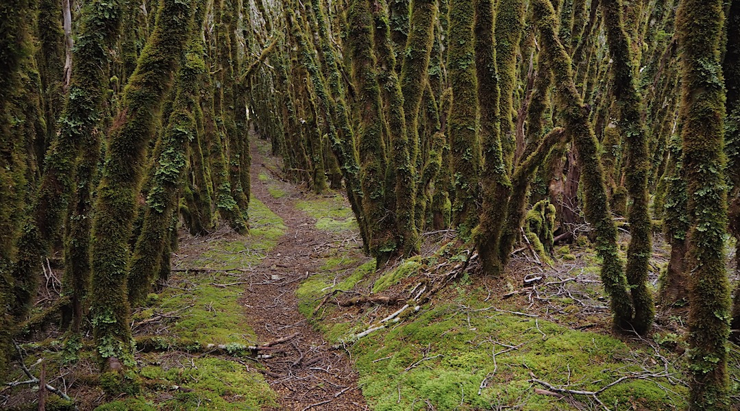 Goblin forest, silver beech trees covered in moss near Kirwans Hut. | Kirwans Track, Victoria Range