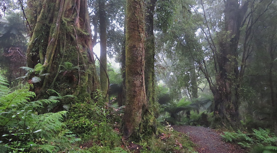 Forest and new track near Pororari Hut. | Paparoa Great Walk, West Coast