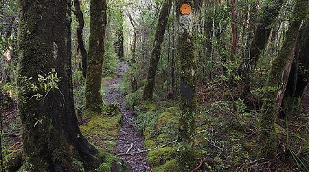 Track along Evans Ridge near the turnoff to Wainui Hut. Inland Track, Abel Tasman National Park