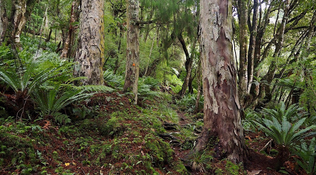 Mature rimu forest not culled by early foresters. | Northwest Circuit, Rakiura National Park