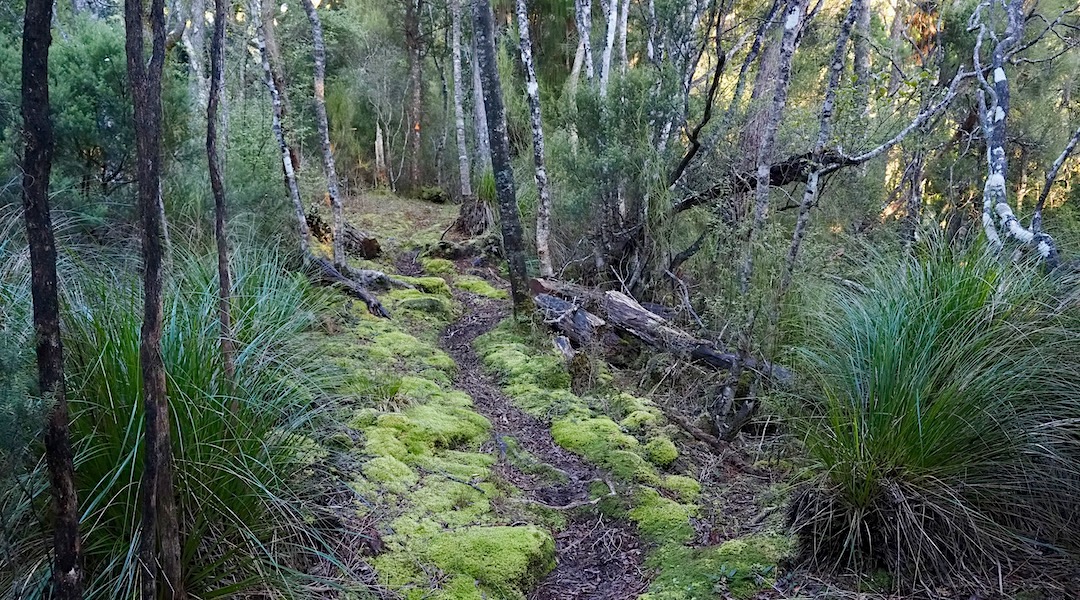 Typical track in some parts of the Southern Circuit near Freds Camp Hut. | Southern Circuit, Rakiura National Park