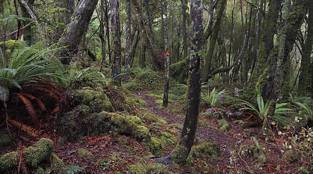 The track to Yankee River. | Northwest Circuit, Rakiura National Park