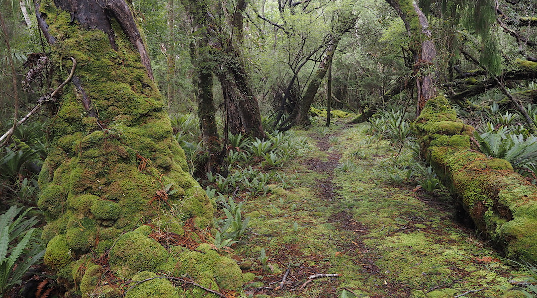 Gorgeous track on the way to Freds Camp Hut. | Southern Circuit, Rakiura National Park