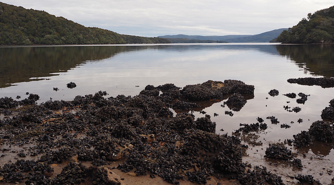 Blue mussels on the rocks as I make my way around Patterson Inlet to North Arm Hut. | Northwest Circuit, Rakiura National Park