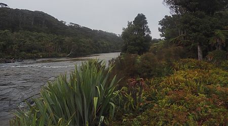 The Waitutu River is up, and the rain comes down.  | South Coast Track, Fiordland National Park
