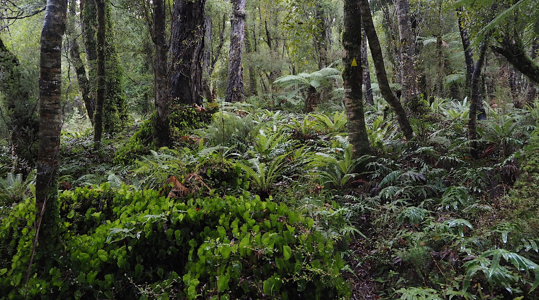 Tunnel track up to Slaughterburn Hut with plenty of yellow markers.  | South Coast Track, Fiordland National Park