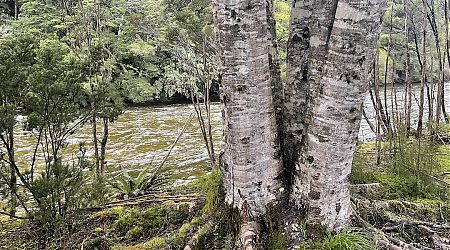 Silver beech tree trunks adjacent to the Waitutu River.  | South Coast Track, Fiordland National Park
