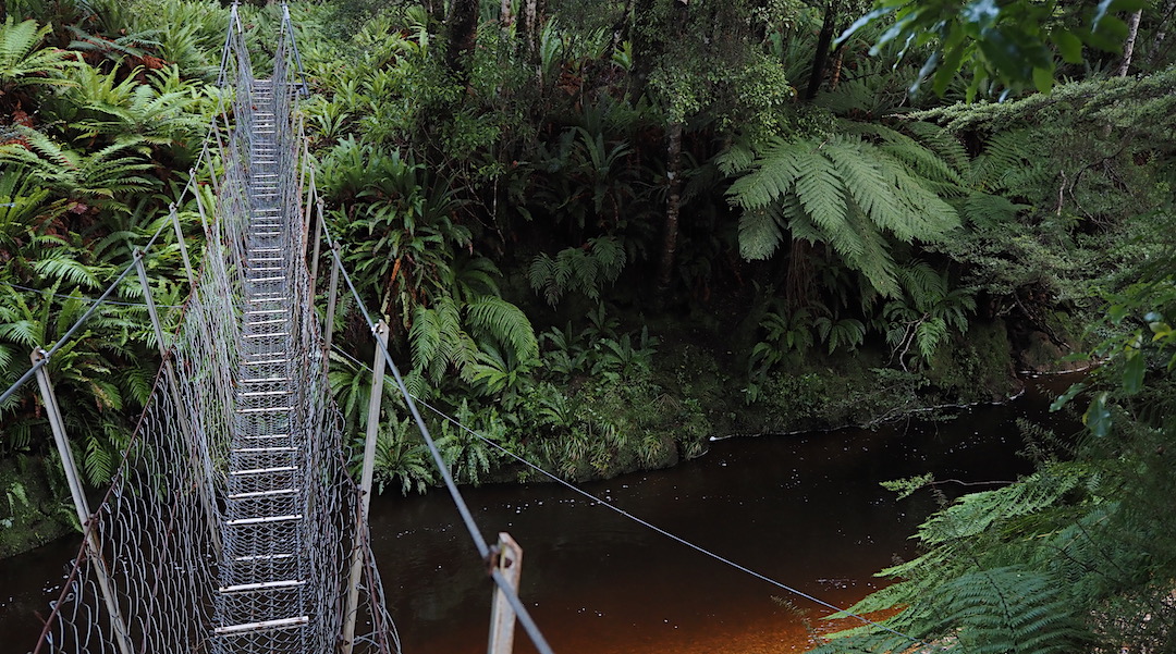 Swingbridge over a typical very black tea, no sugar, river.  | South Coast Track, Fiordland National Park