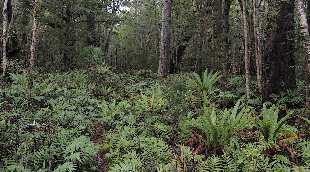 A non-mud bath section.  | South Coast Track, Fiordland National Park