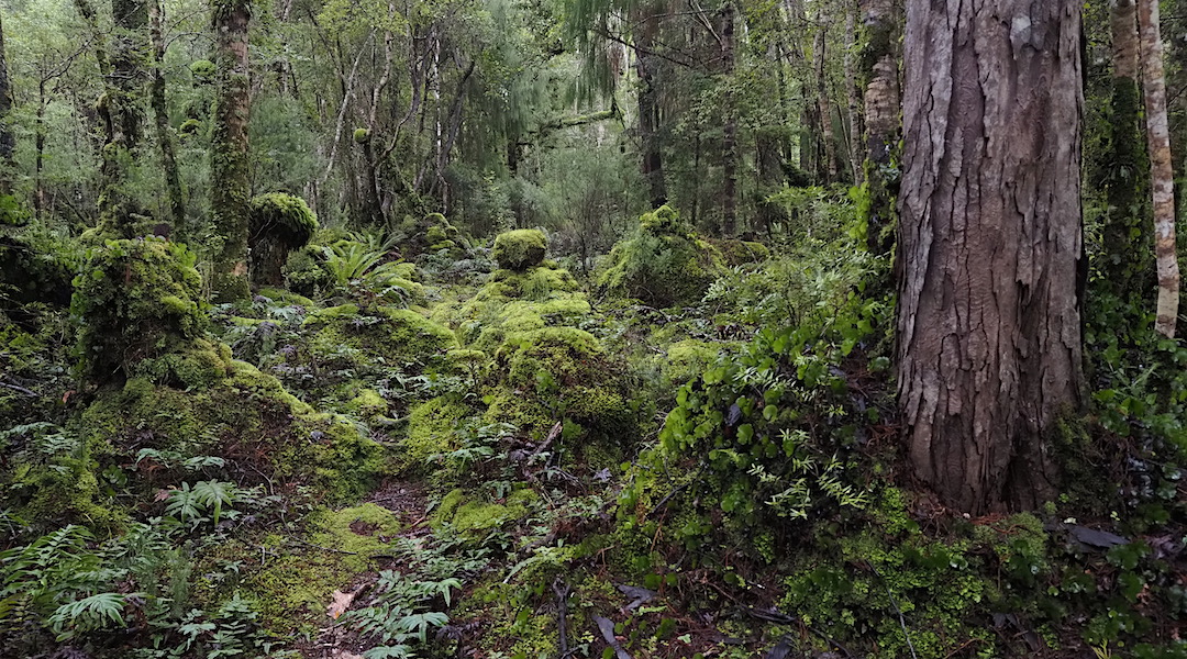 You can see that few use this part of the track. | South Coast Track, Fiordland National Park