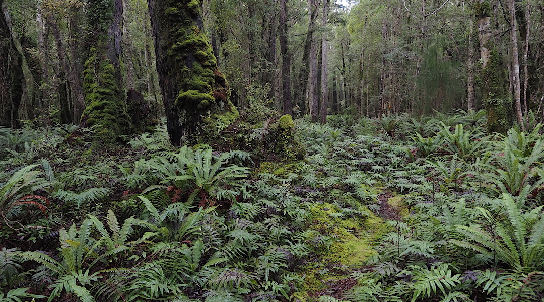 Moss, ferns, and big trees.  | South Coast Track, Fiordland National Park