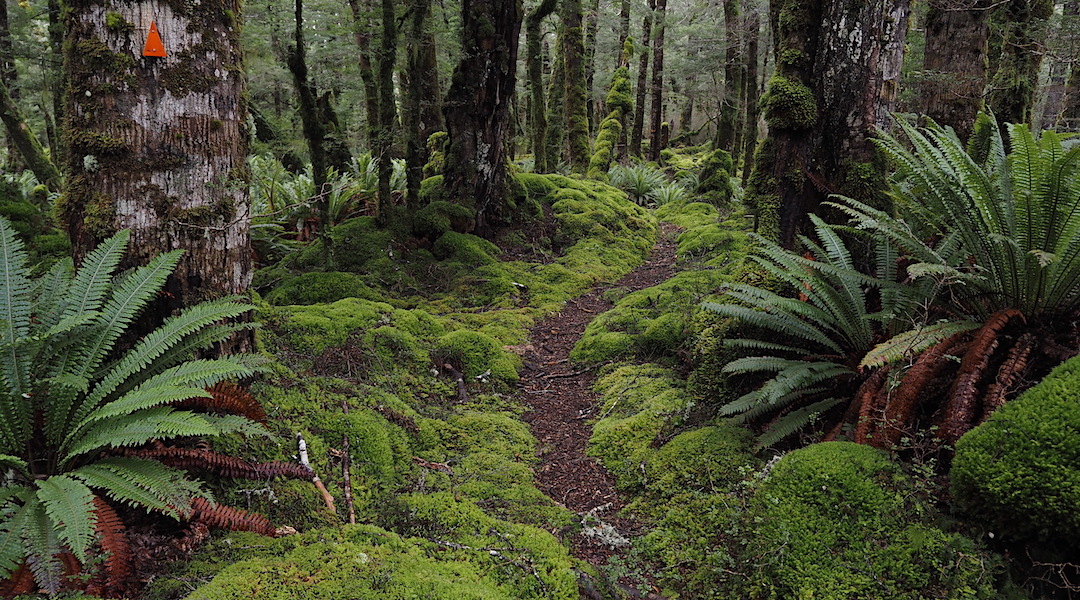 Southland beech forest with some gorgeous track.| Monowai | September 2021
