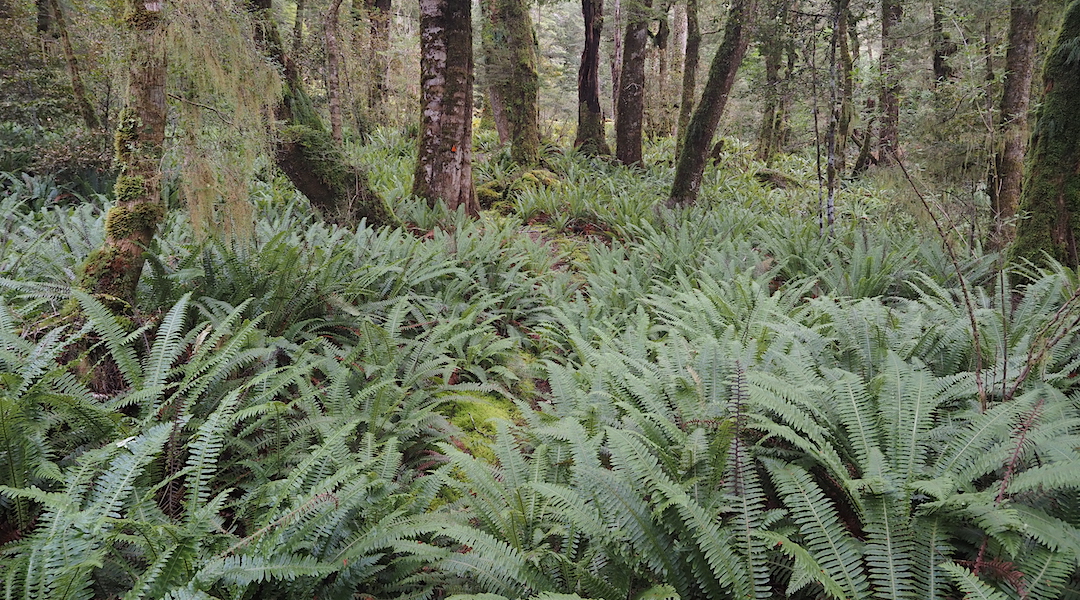 Track through the crown fern.  | Lake Monowai, September 2021