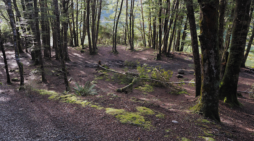 A tree fell over in the car camping area. | Monowai Camping area