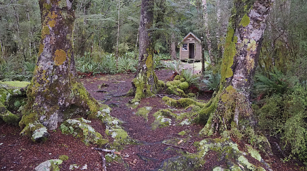 The historic hut is nestled into the beech forest. Rodger Inlet Historic Hut