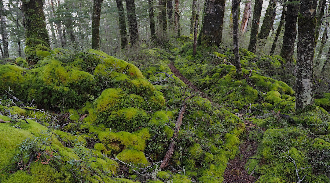 Some sublime track | Lake Monowai, Fiordland National Park