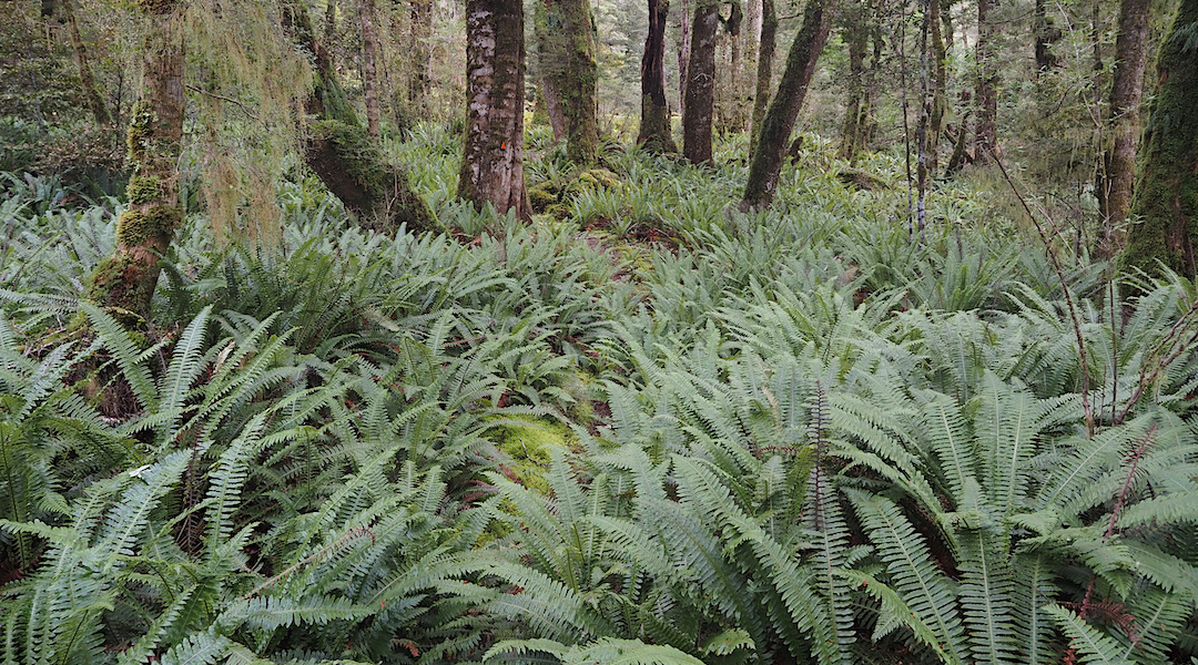 Typical track through crown fern. | Lake Monowai, Fiordland National Park