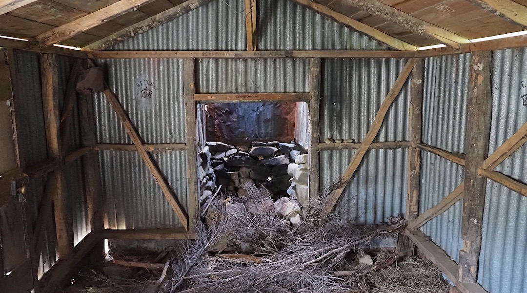 Borer is well established. | Old Boulder Forks Hut, South Marlborough