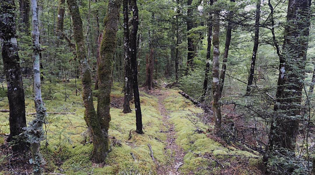 Little used track up the Carlyle River. |  Carlyle River, Lake Sumner Forest Park