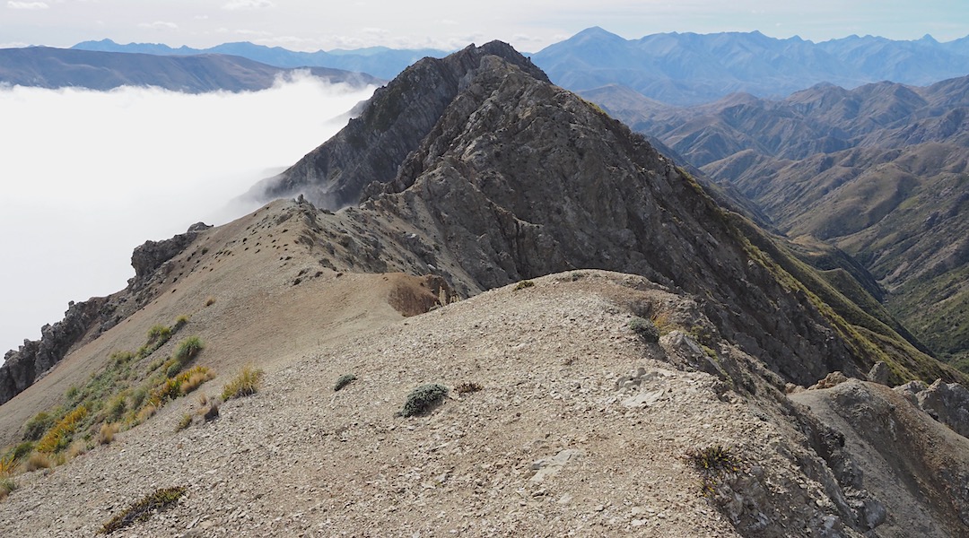 Mountain goat country. A few around. | South Marlborough, March 2022