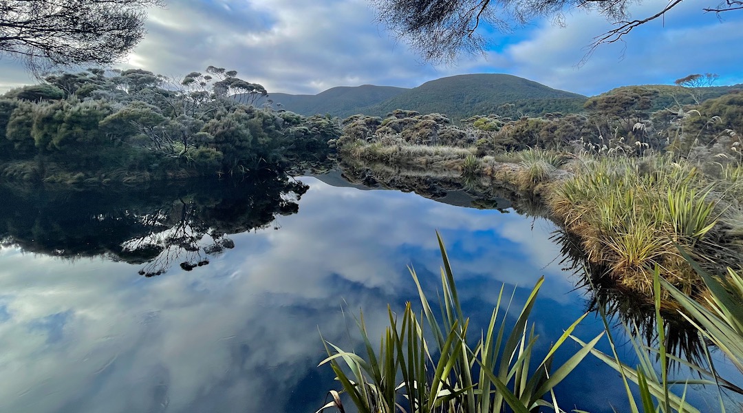 Frost on the shrubbery down at the Rakeahua River. | Rakeahua Hut, Southern Circuit, Rakiura