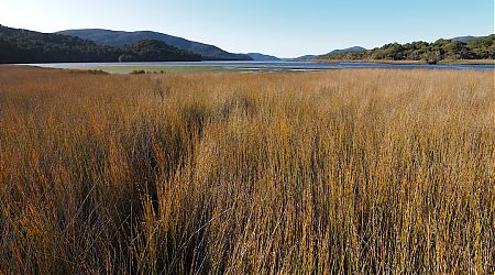 The rushes look good but underfoot is sludgy and stinky. | Rakeahua River, Southern Circuit, Rakiura