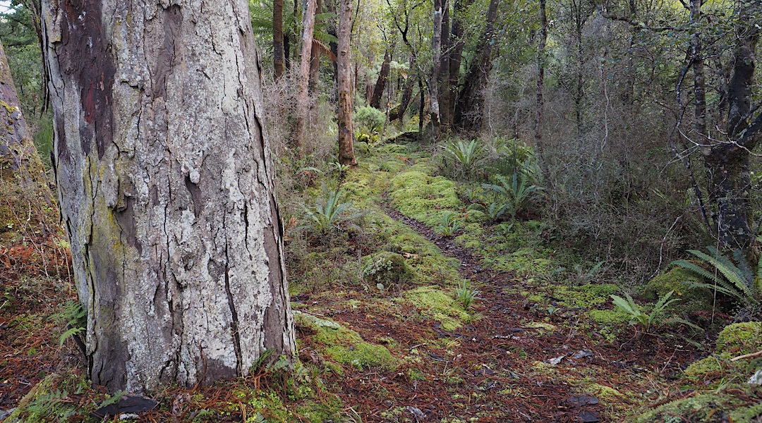 The track to Freds has some sublime moments, once past the swamp. | Freshwater to Freds Camp Hut, Rakiura