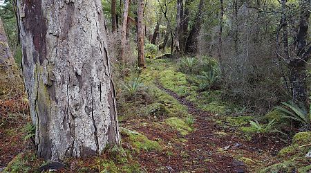 The track to Freds has some sublime moments, once past the swamp. | Freshwater to Freds Camp Hut, Rakiura