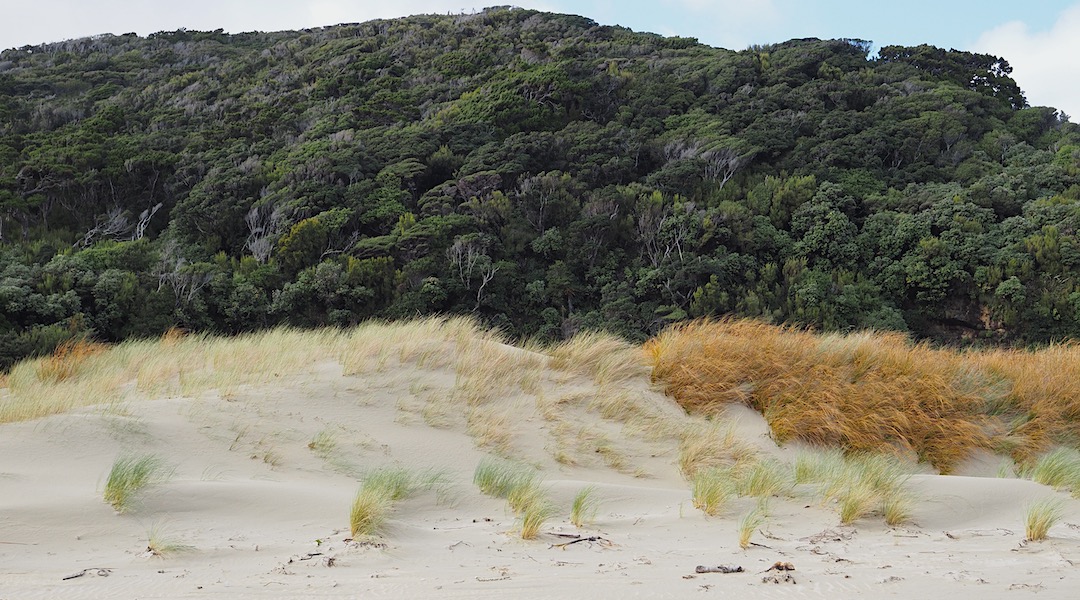 Windblown vegetation at Doughboy. | Doughboy Bay, Rakiura