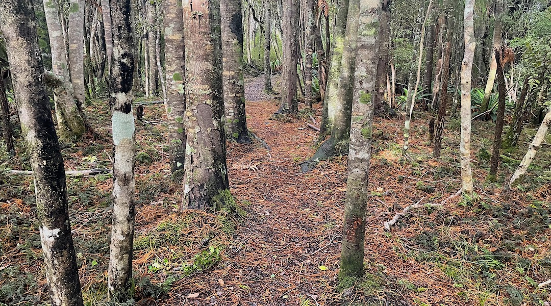Onto the reasonably well manicured Rakiura Track. | North Arm to Oban, Rakiura