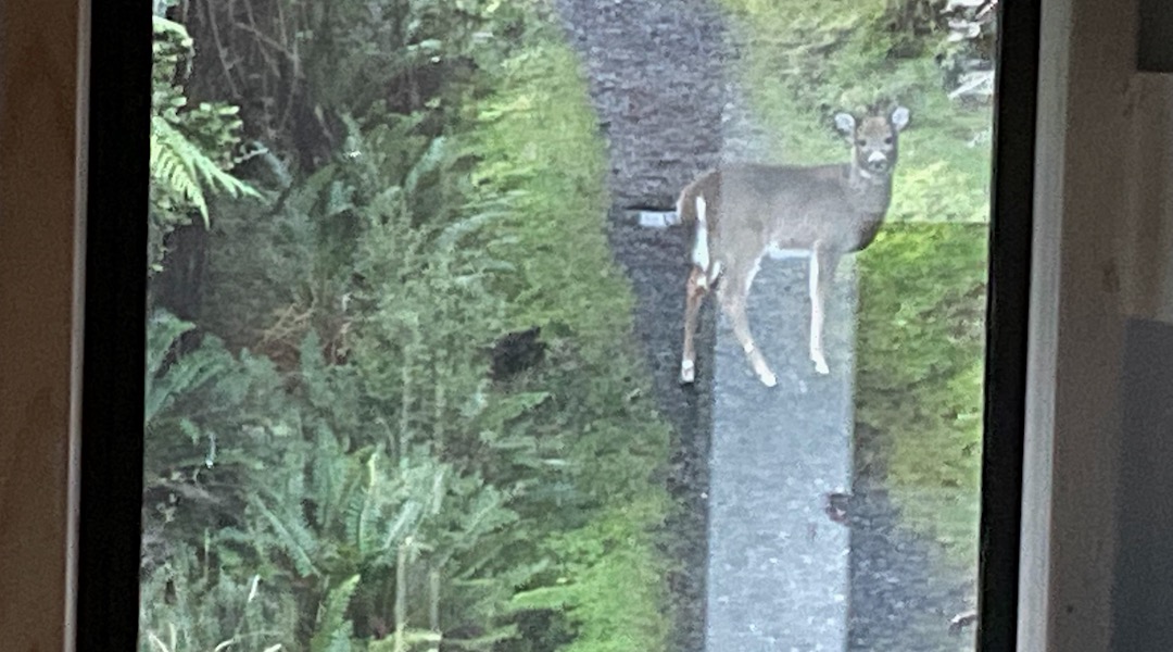 Young whitetail deer looking in at intruders, North Arm Hut. | Stewart Island/Rakiura