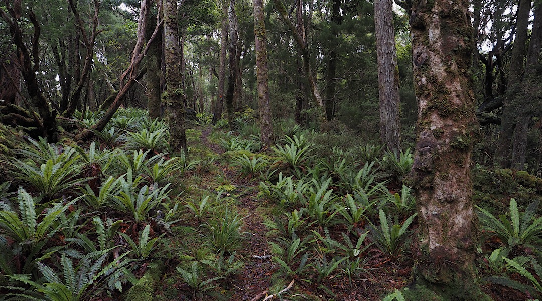 More typical forest. | Stewart Island/Rakiura