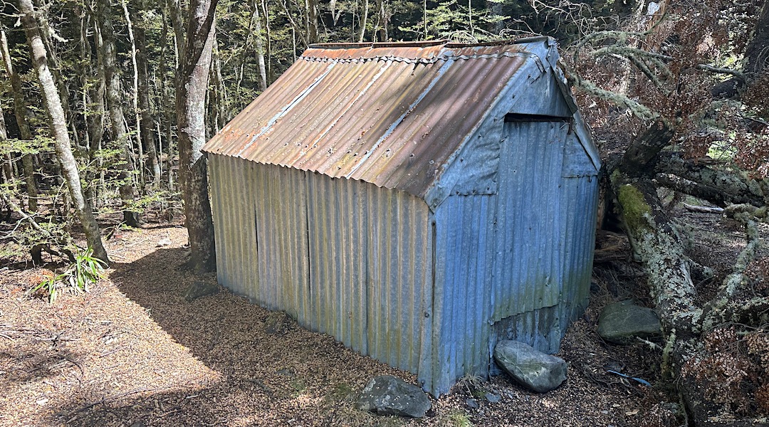 The mature beech tree just missed the hut. | Dog Kennel Bivvy, Te Kahui Kaupeka Conservation Park