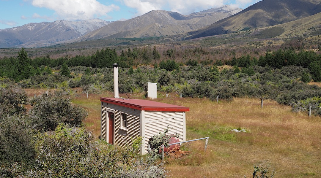 Plenty of rogue pines around, some dead. | Baikies Hut, Ruataniwha Conservation Park